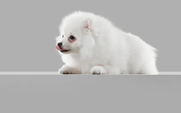 Studioaufnahme von Spitz Hund isoliert auf grauem Studiohintergrund — Stockfoto
