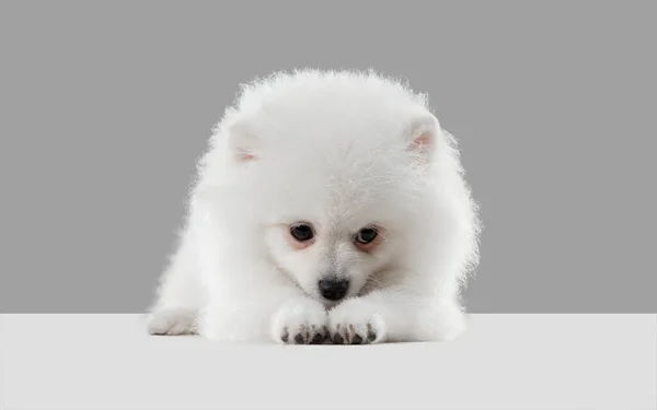 스튜디오 촬영 Spitz dog 고립 회색 스튜디오 배경에 — 스톡 사진