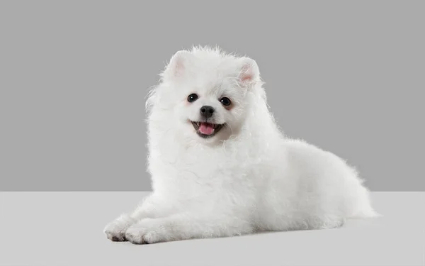 Studio opname van Spitz hond geïsoleerd op grijze studio achtergrond — Stockfoto