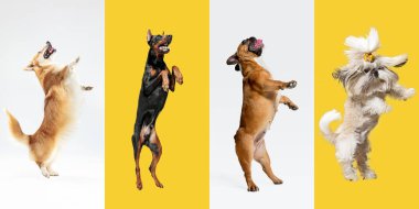 Tarz sahibi köpekler poz veriyor. Sevimli köpekler ya da evcil hayvanlar mutludur. Farklı safkan köpek yavruları. Çok renkli stüdyo arka planında izole edilmiş yaratıcı kolaj. Ön görünüm.