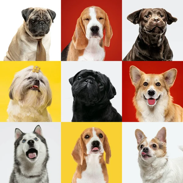 Stylish dogs posing. Cute doggies or pets happy. The different purebred puppies. Creative collage isolated on multicolored studio background. Front view. — Stock Photo, Image