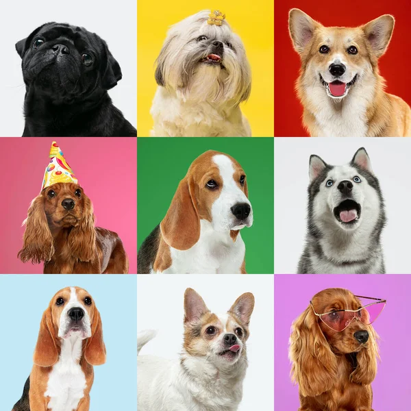Stylish dogs posing. Cute doggies or pets happy. The different purebred puppies. Creative collage isolated on multicolored studio background. Front view. — Stock Photo, Image
