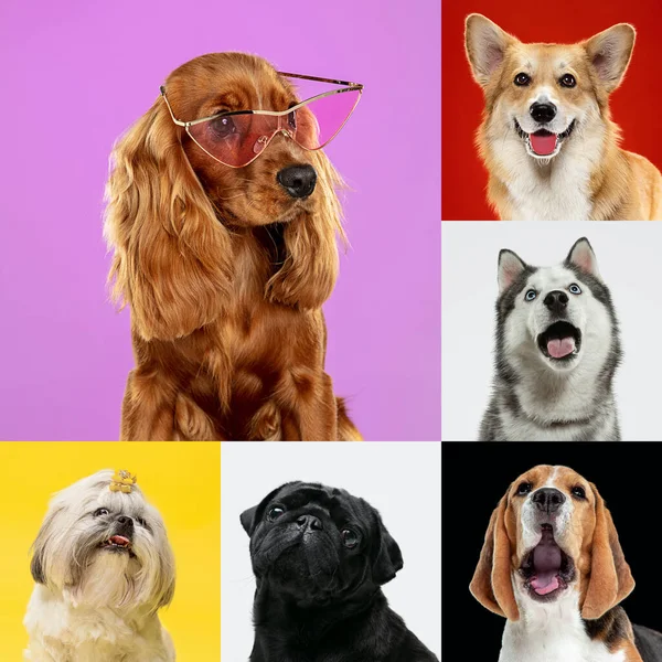 Κομψά σκυλιά που ποζάρουν. Χαριτωμένα σκυλάκια ή κατοικίδια χαρούμενα. Τα διάφορα καθαρόαιμα κουτάβια. Δημιουργικό κολάζ απομονωμένο σε πολύχρωμο φόντο στούντιο. Πρόσθια όψη. — Φωτογραφία Αρχείου