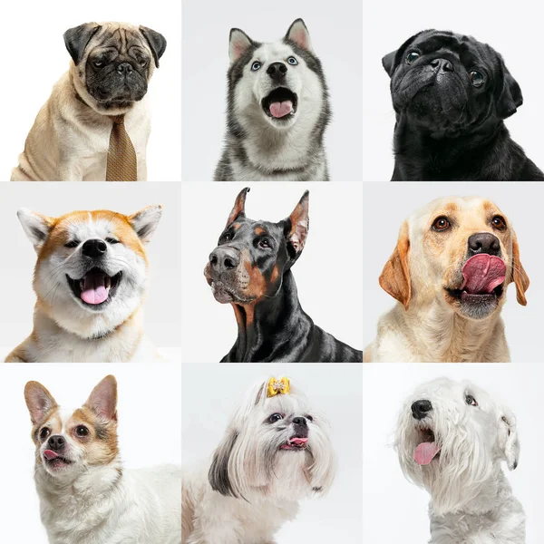 Κομψά σκυλιά που ποζάρουν. Χαριτωμένα σκυλάκια ή κατοικίδια χαρούμενα. Τα διάφορα καθαρόαιμα κουτάβια. Δημιουργικό κολάζ απομονωμένο σε πολύχρωμο φόντο στούντιο. Πρόσθια όψη. — Φωτογραφία Αρχείου