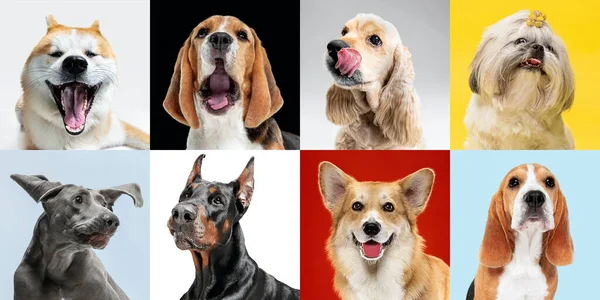 Cães elegantes posando. Cães bonitos ou animais de estimação felizes. Os diferentes cachorros de raça pura. Colagem criativa isolado em fundo estúdio multicolorido. Vista frontal. — Fotografia de Stock