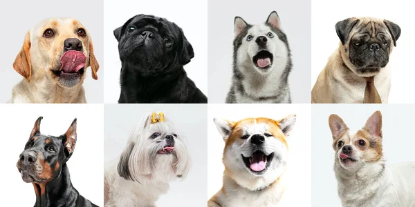 Stylish dogs posing. Cute doggies or pets happy. The different purebred puppies. Creative collage isolated on multicolored studio background. Front view. — Stock Photo, Image