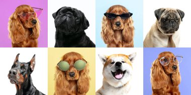 Tarz sahibi köpekler poz veriyor. Sevimli köpekler ya da evcil hayvanlar mutludur. Farklı safkan köpek yavruları. Çok renkli stüdyo arka planında izole edilmiş yaratıcı kolaj. Ön görünüm.