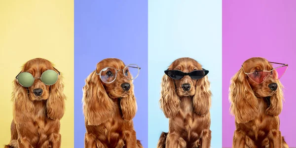 Stylish dogs posing. Cute doggies or pets happy. The different purebred puppies. Creative collage isolated on multicolored studio background. Front view. — Stock Photo, Image