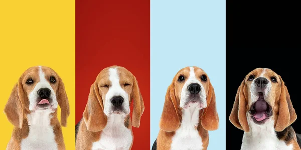 Perros elegantes posando. Lindos perros o mascotas felices. Los diferentes cachorros de raza pura. collage creativo aislado en fondo de estudio multicolor. Vista frontal. — Foto de Stock