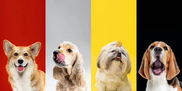 Stylish dogs posing. Cute doggies or pets happy. The different purebred puppies. Creative collage isolated on multicolored studio background. Front view. — Stock Photo, Image