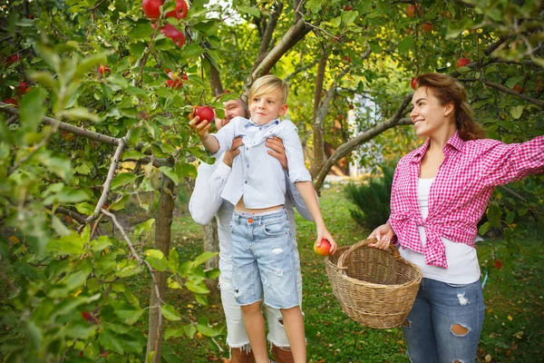 Bahçede elma toplarken mutlu, genç bir aile. Aşk, aile, yaşam tarzı, hasat konsepti. — Stok fotoğraf