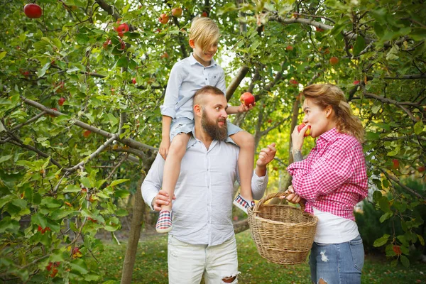 Glückliche junge Familie beim Apfelpflücken in einem Garten im Freien. Liebe, Familie, Lebensstil, Erntekonzept. — Stockfoto