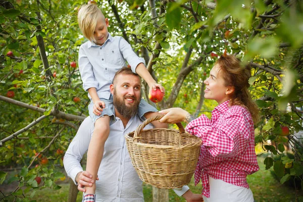 Glückliche junge Familie beim Apfelpflücken in einem Garten im Freien. Liebe, Familie, Lebensstil, Erntekonzept. — Stockfoto