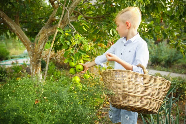 Glücklicher kleiner Junge beim Apfelpflücken in einem Garten im Freien. Liebe, Familie, Lebensstil, Erntekonzept. — Stockfoto