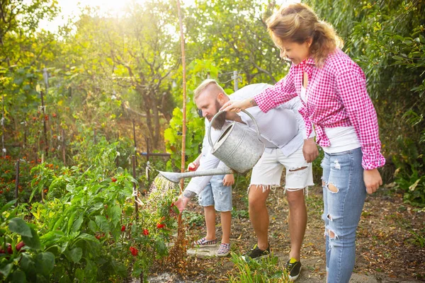 Glückliche junge Familie beim Beerenpflücken in einem Garten im Freien. Liebe, Familie, Lebensstil, Erntekonzept. — Stockfoto