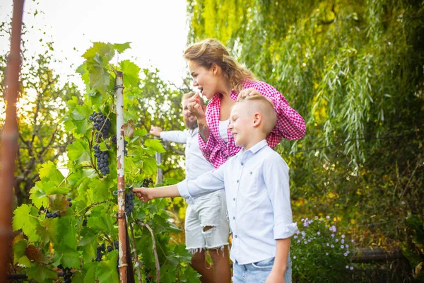 Ευτυχισμένη νεαρή οικογένεια κατά τη συλλογή μούρα σε έναν κήπο σε εξωτερικούς χώρους. Αγάπη, οικογένεια, τρόπος ζωής, έννοια συγκομιδής. — Φωτογραφία Αρχείου