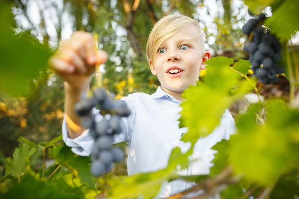 Glücklicher kleiner Junge bei der Weinlese im Garten. Liebe, Familie, Lebensstil, Erntekonzept. — Stockfoto