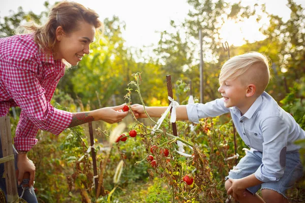 Glückliche junge Familie beim Beerenpflücken in einem Garten im Freien. Liebe, Familie, Lebensstil, Erntekonzept. — Stockfoto