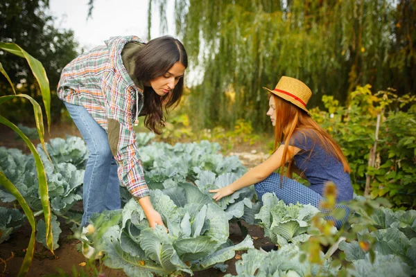 Happy family during picking cabbage in a garden outdoors. Love, family, lifestyle, harvest concept.