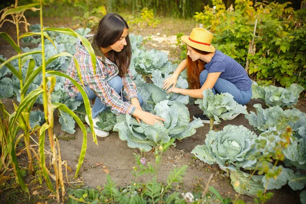 Glückliche Familie beim Kohlpflücken im Garten im Freien. Liebe, Familie, Lebensstil, Erntekonzept. — Stockfoto