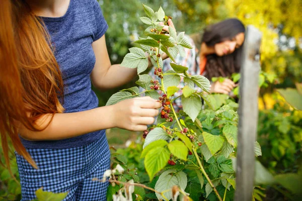 Gadis kecil yang bahagia saat memetik buah di taman luar. Cinta, keluarga, gaya hidup, konsep panen. — Stok Foto