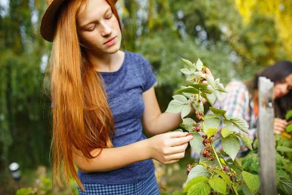 Gadis kecil yang bahagia saat memetik buah di taman luar. Cinta, keluarga, gaya hidup, konsep panen. — Stok Foto