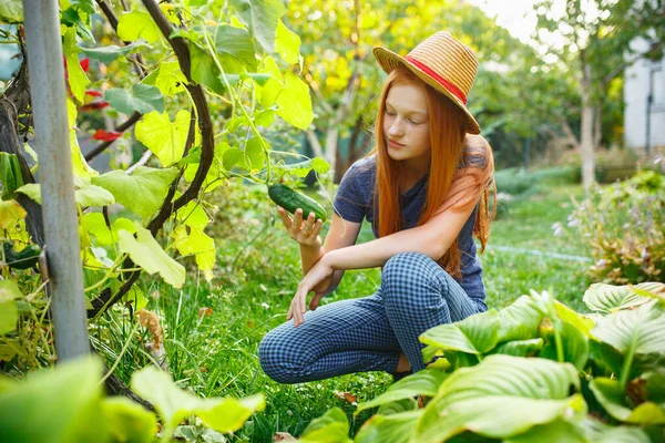 Gadis kecil yang bahagia saat memetik mentimun di taman luar. Cinta, keluarga, gaya hidup, konsep panen. — Stok Foto