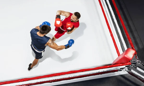 Dwa profesjonalne bokserki bokserskie na białym tle na ringu, akcja, widok z góry — Zdjęcie stockowe