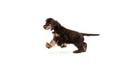 American Cocker Spaniel 'in beyaz stüdyo arka planındaki stüdyo resmi.