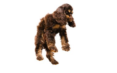 American Cocker Spaniel 'in beyaz stüdyo arka planındaki stüdyo resmi.