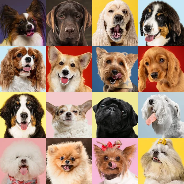 Stylowe psy pozowały. Słodkie pieski lub zwierzęta szczęśliwy. Kreatywny kolaż różnych ras psów. — Zdjęcie stockowe