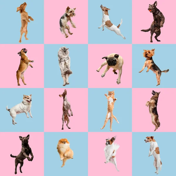 Κομψά σκυλιά και γάτες που ποζάρουν. Χαριτωμένα κατοικίδια. Τα διάφορα καθαρόαιμα κουτάβια και γάτες. Δημιουργικό κολάζ απομονωμένο σε ροζ-μπλε φόντο στούντιο. — Φωτογραφία Αρχείου
