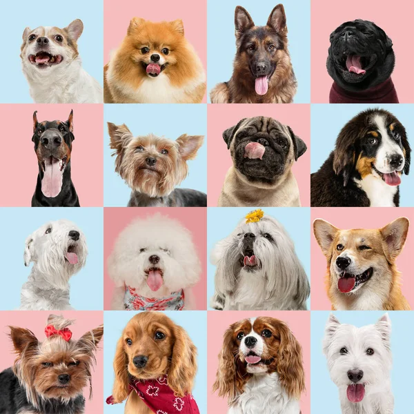 Stylish dogs posing. Cute doggies or pets happy. Creative collage isolated on pink-blue studio background. — Stock Photo, Image