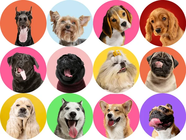 Aranyos kutyusok vagy háziállatok keres boldog elszigetelt színes vagy gradiens stúdió háttér. Kreatív kollázs különböző fajtájú kutyák. — Stock Fotó
