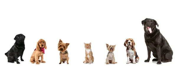 Diferentes perros y un gato mirando a la cámara aislada sobre un fondo de estudio blanco — Foto de Stock