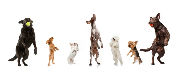 Differents dogs jumping, playing happy isolated on a white studio background — Stock Photo, Image