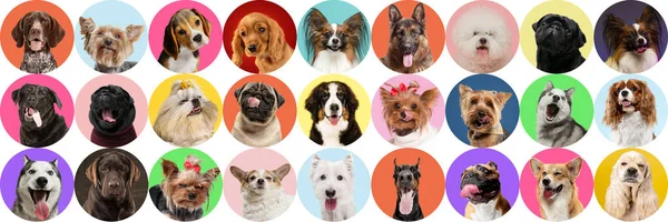 Cães bonitos ou animais de estimação estão olhando feliz isolado em fundo estúdio colorido ou gradiente. Colagem criativa de raças diferentes de cães. — Fotografia de Stock