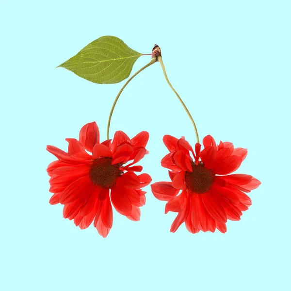 現代美術のコラージュ。桜としての紅色の花マルガリータ. — ストック写真
