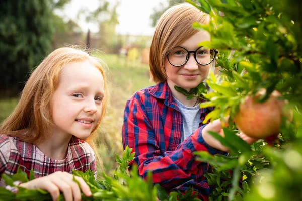 Glückliches Geschwisterpaar sammelt gemeinsam Äpfel im Garten — Stockfoto