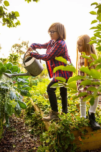 Happy brother and sister watering plants in a garden outdoors together — Stock Photo, Image