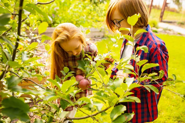 Happy brother and sister gathering apples in a garden outdoors together