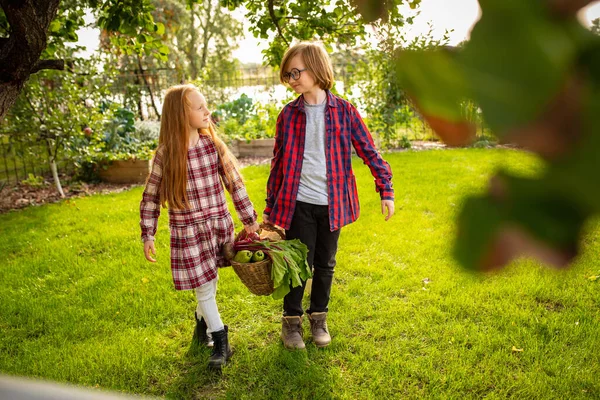 Happy brother and sister gathering apples in a garden outdoors together