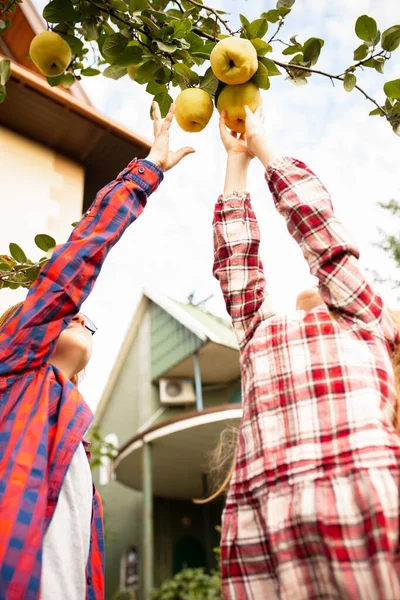 Saudara laki-laki dan perempuan yang bahagia mengumpulkan apel di taman luar bersama-sama — Stok Foto