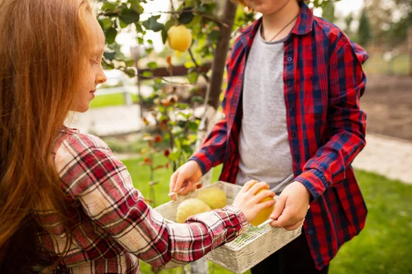 Glückliches Geschwisterpaar sammelt gemeinsam Äpfel im Garten — Stockfoto