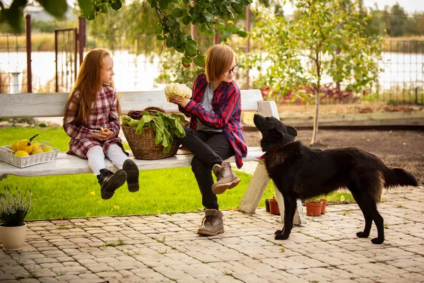 Feliz hermano y hermana con cubo de comida de temporada en un jardín al aire libre juntos — Foto de Stock
