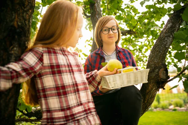 Glückliches Geschwisterpaar sammelt gemeinsam Äpfel im Garten — Stockfoto