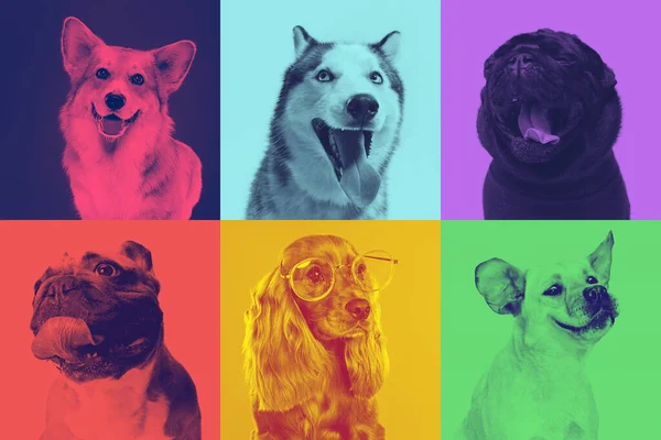 Μικρά σκυλιά ποζάρουν. Χαριτωμένα σκυλάκια ή κατοικίδια είναι χαρούμενα. Τα διάφορα καθαρόαιμα κουτάβια. Δημιουργικό κολάζ απομονωμένο σε πολύχρωμο φόντο στούντιο στο φαινόμενο duotone — Φωτογραφία Αρχείου