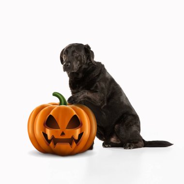 Beyaz stüdyo arka planında izole edilmiş Cadılar Bayramı balkabağı Jack-o-Lantern ile şirin köpek yavrusu