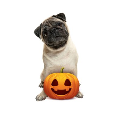 Beyaz stüdyo arka planında izole edilmiş Cadılar Bayramı balkabağı Jack-o-Lantern ile şirin köpek yavrusu