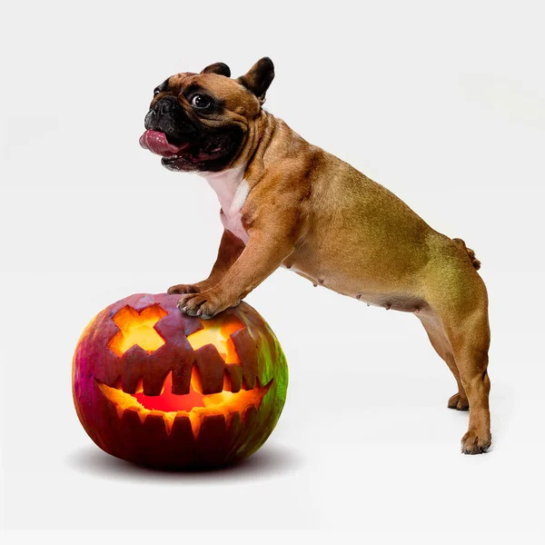 Chiot mignon avec citrouille Halloween Jack-o-Lantern isolé sur fond de studio blanc — Photo